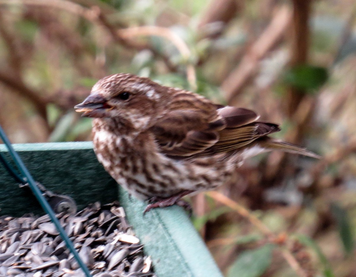 Purple Finch - ML134266461