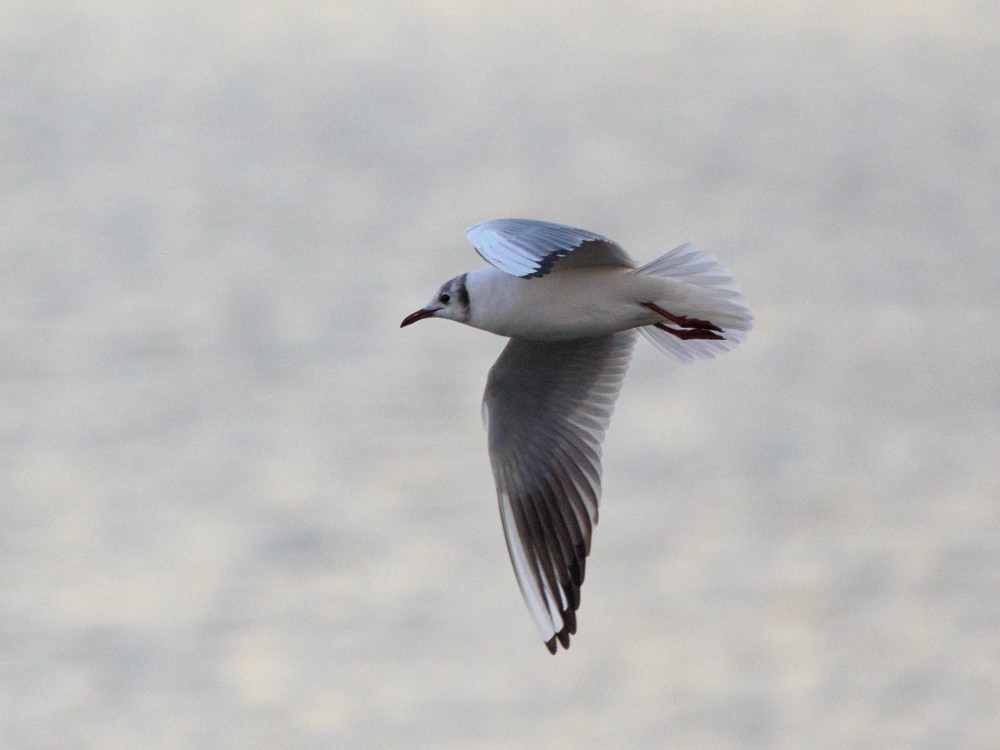 Mouette rieuse - ML134267051