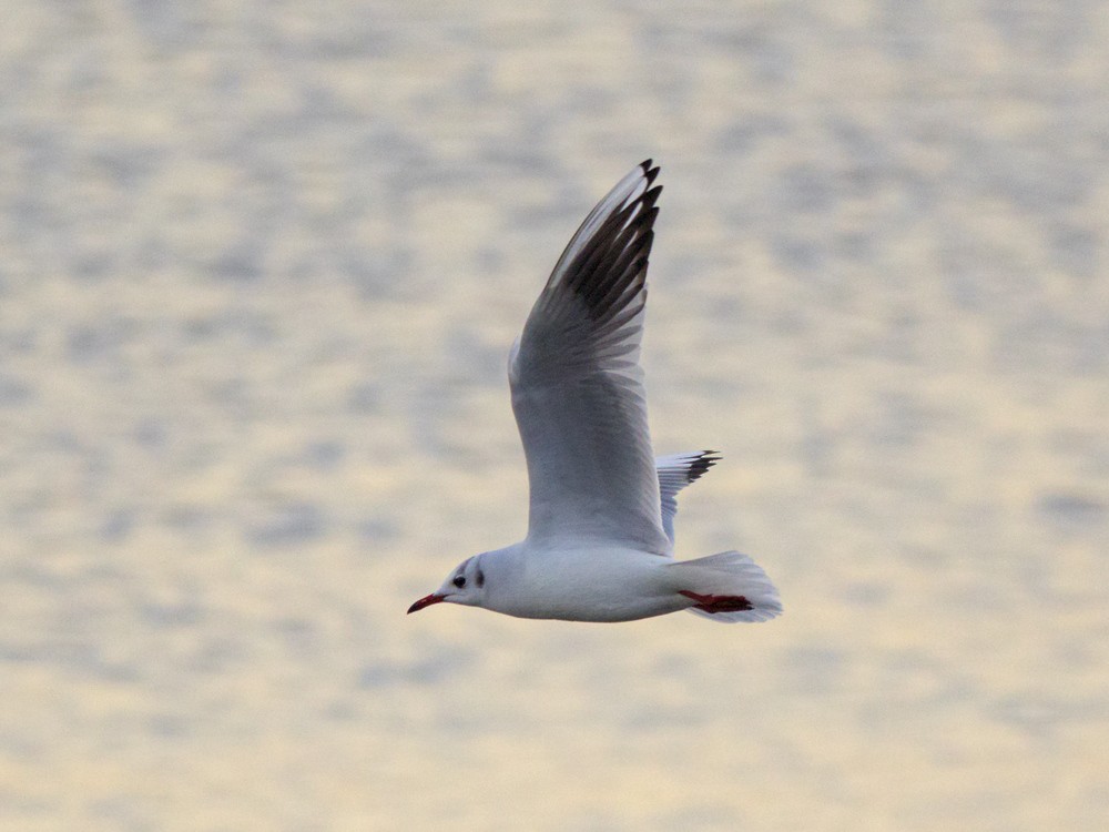 Mouette rieuse - ML134267111