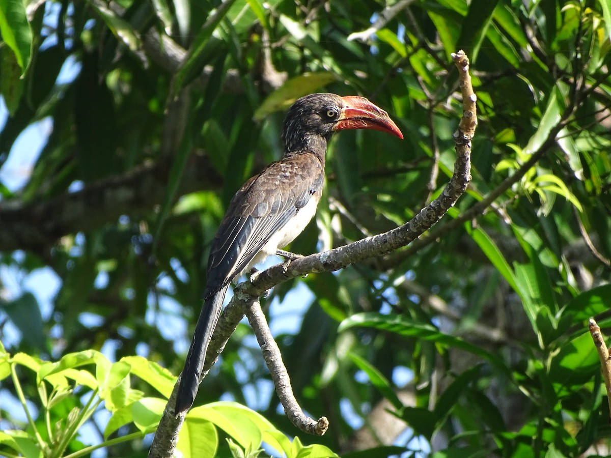 Crowned Hornbill - Doris  Schaule