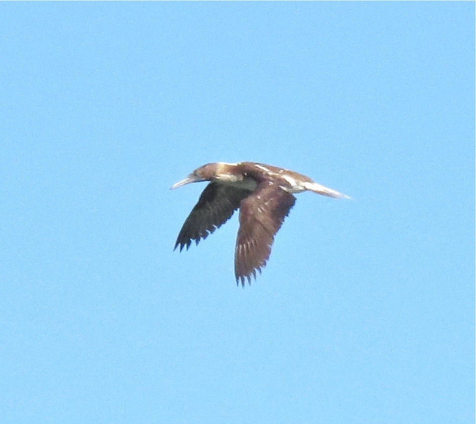 Blue-footed Booby - ML134268291