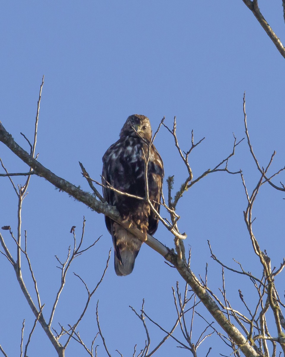 Red-tailed Hawk (Harlan's) - ML134268381