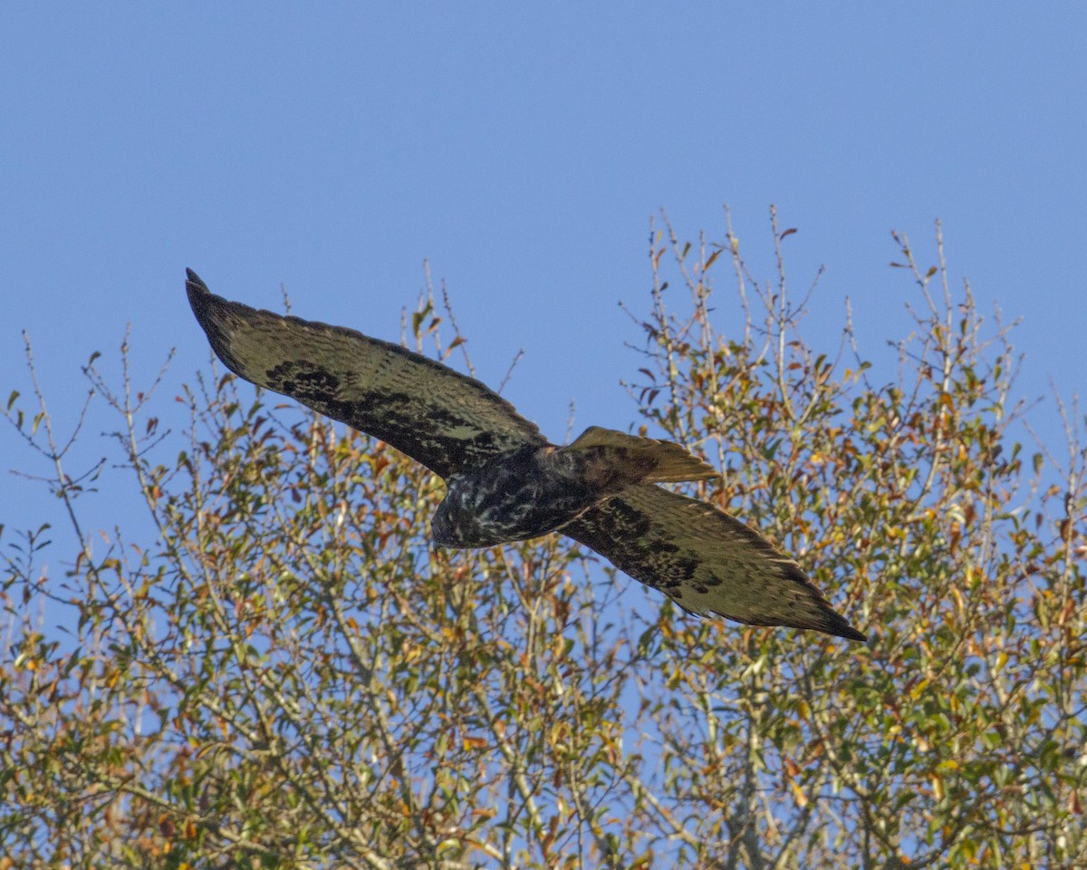 Red-tailed Hawk (Harlan's) - ML134268451