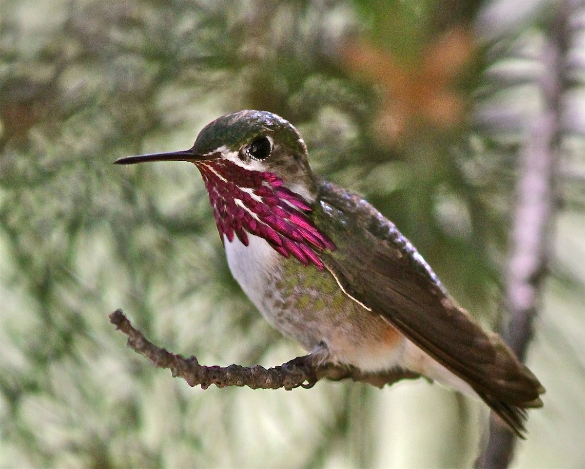 Calliope Hummingbird - Bill Hill