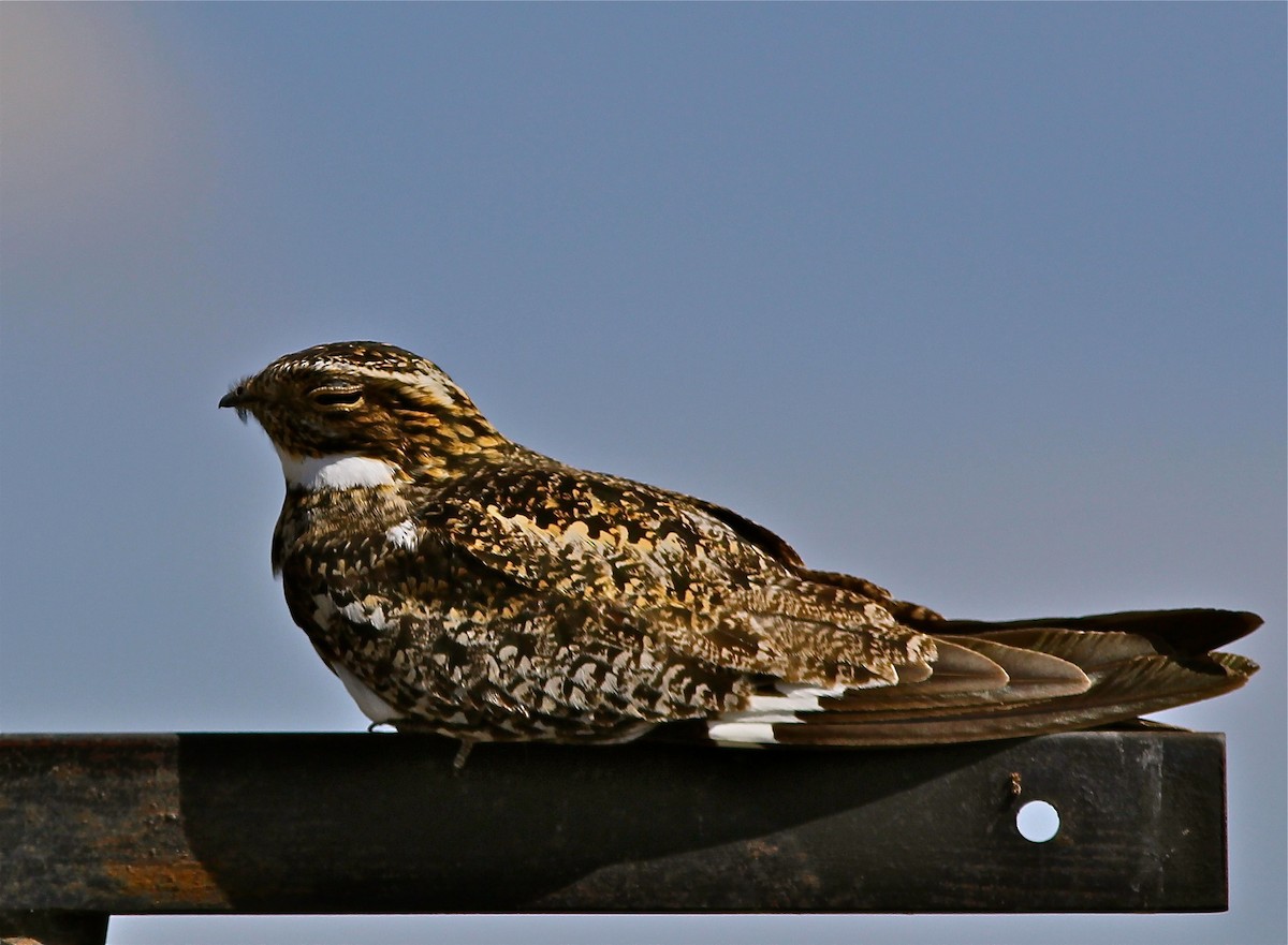 Common Nighthawk - ML134269661