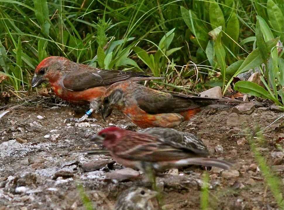 Cassia Crossbill - Bill Hill