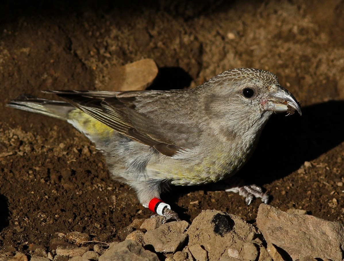 Cassia Crossbill - Bill Hill