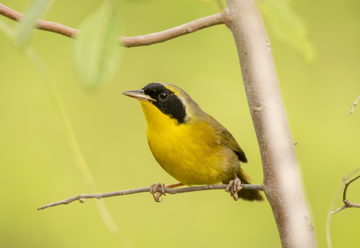 Bahama Yellowthroat - Christopher Johnson