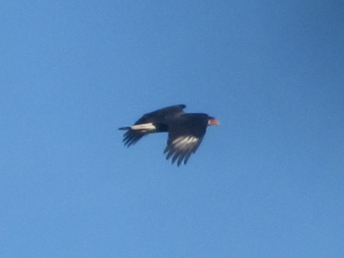 Caracara huppé (cheriway) - ML134274741