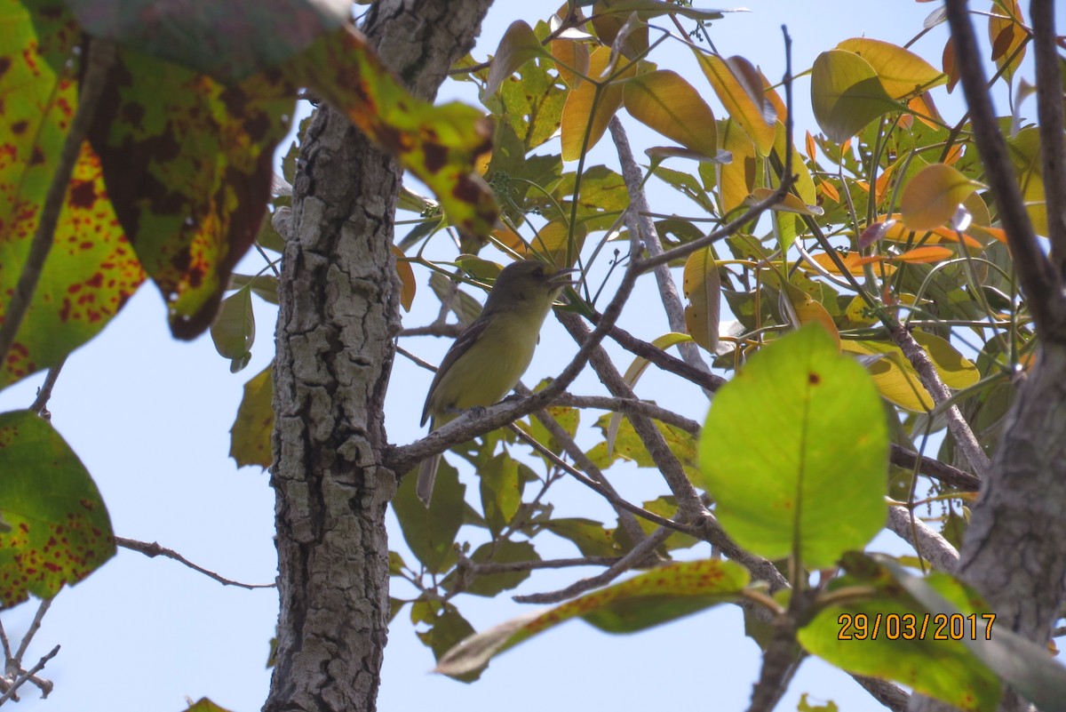 Mangrove Vireo (Northern Central America) - ML134275001