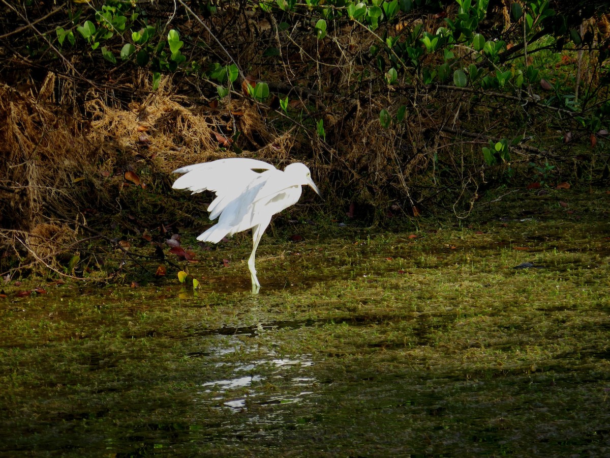 Little Blue Heron - ML134276771