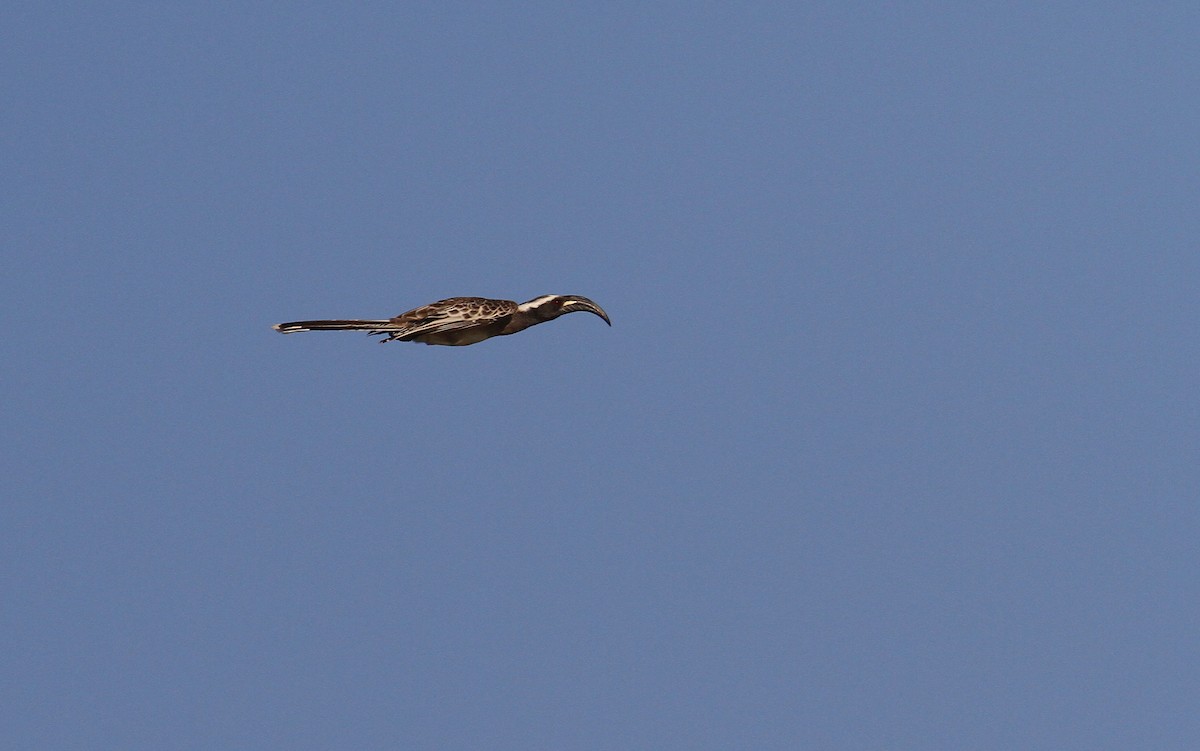 African Gray Hornbill - ML134277741