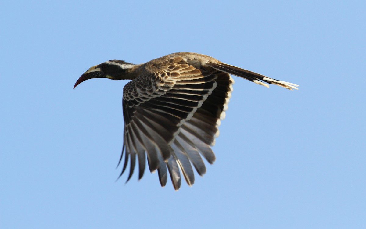 African Gray Hornbill - ML134277791