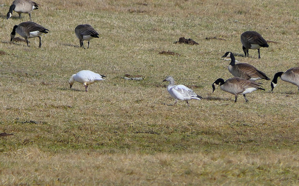 Snow Goose - ML134278231