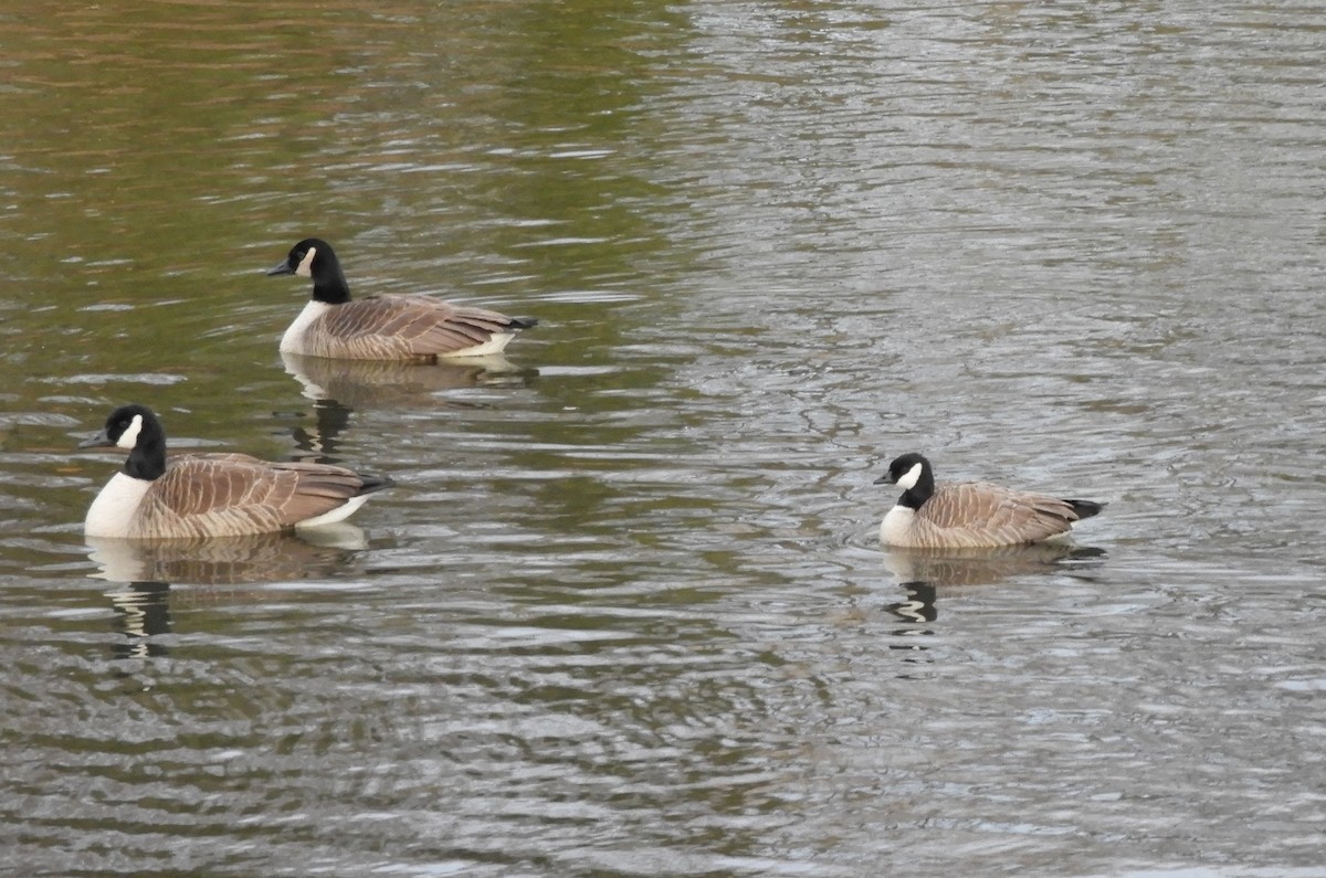 Canada Goose - ML134278491