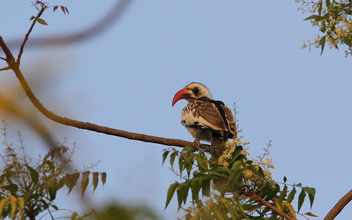 Western Red-billed Hornbill - ML134278741