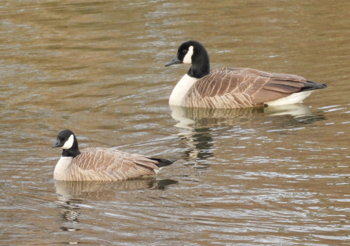 Cackling Goose - ML134278771