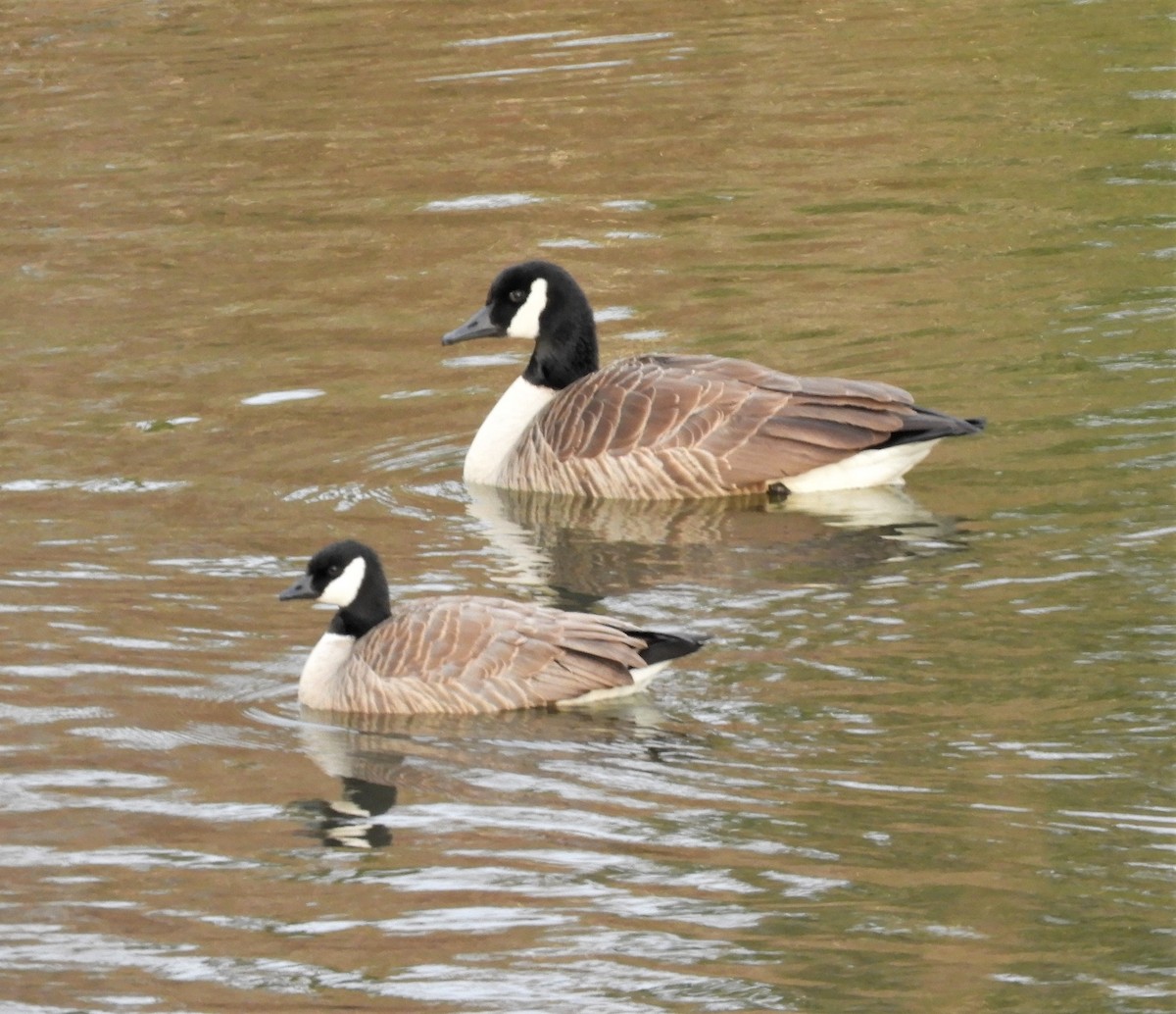 Cackling Goose - ML134278781