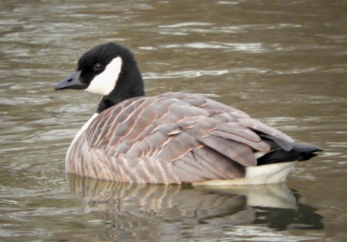 Cackling Goose - ML134278791