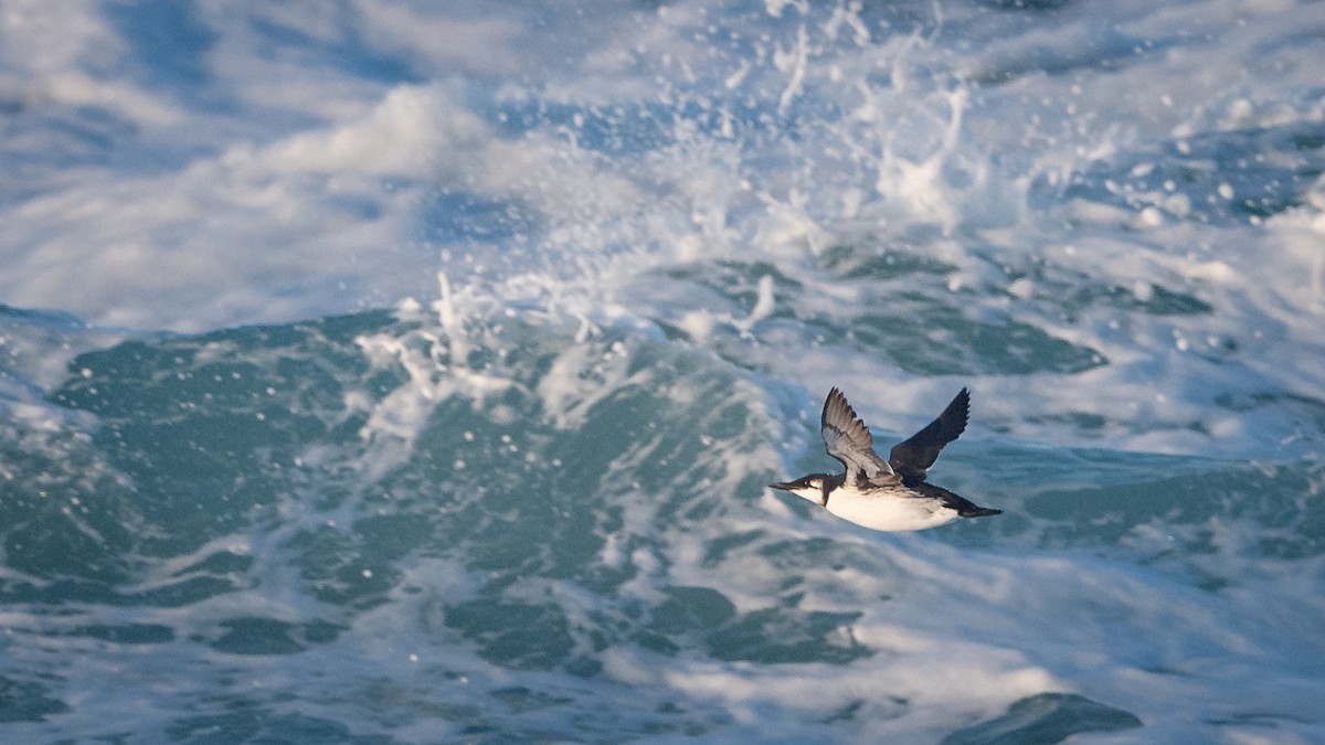 Common Murre - ML134279061