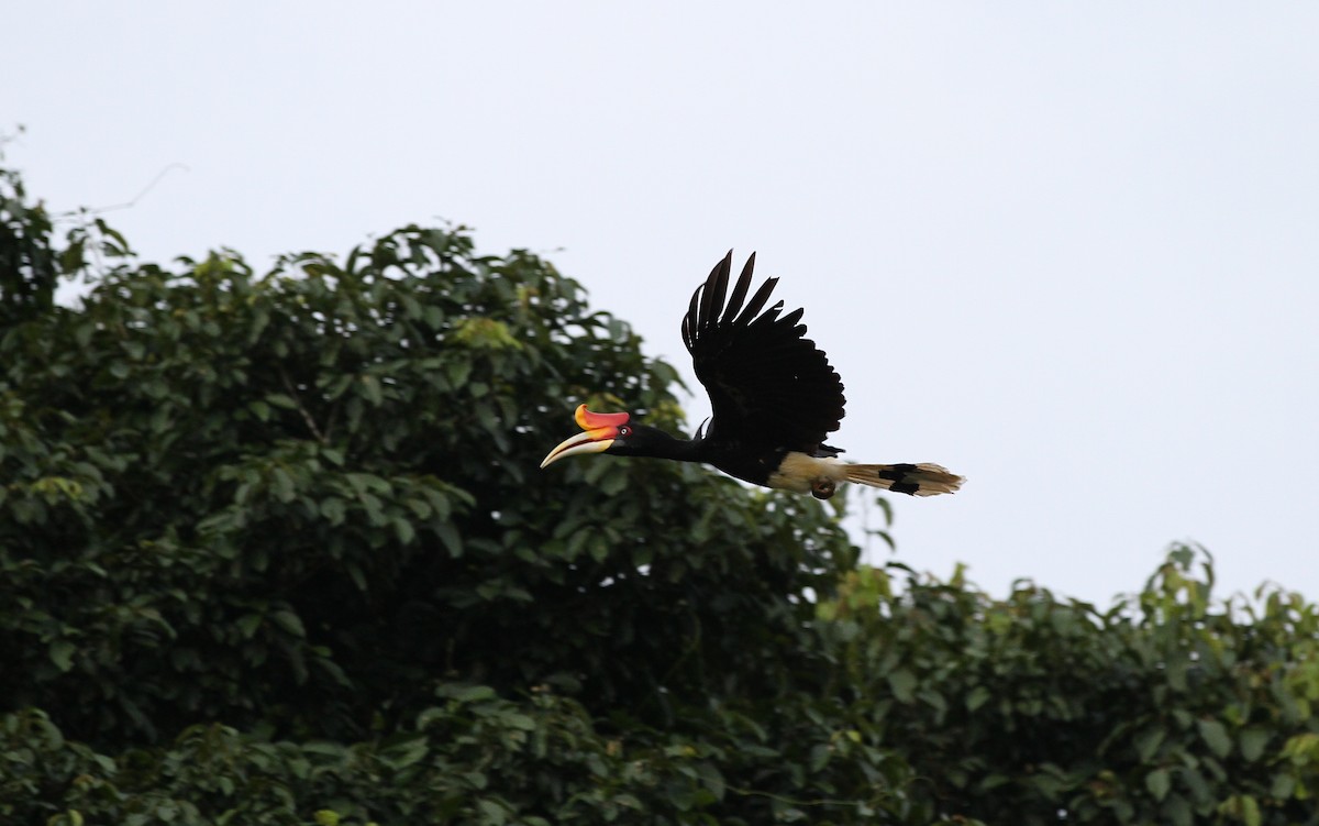 Rhinoceros Hornbill - ML134279251