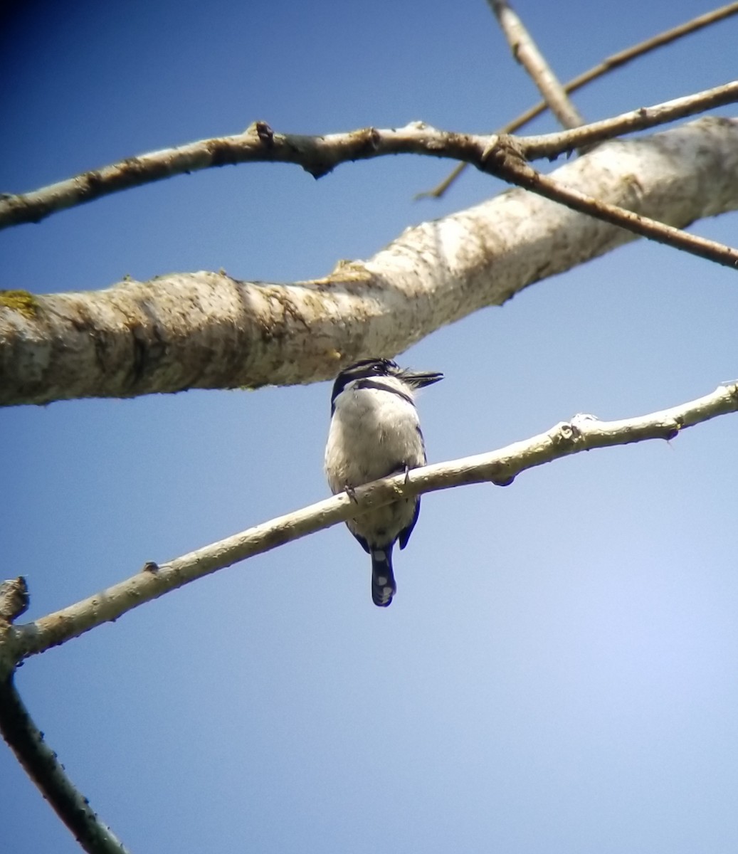 Pied Puffbird - ML134279891