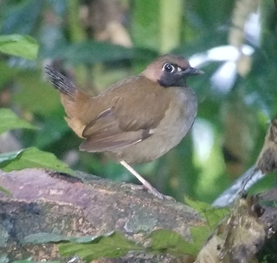 Black-faced Antthrush - ML134279931