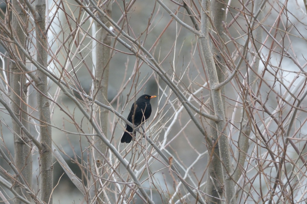 Eurasian Blackbird - Natalya Ostapova