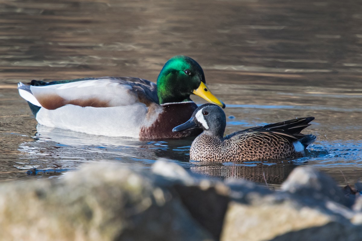 Blue-winged Teal - Graham Gerdeman