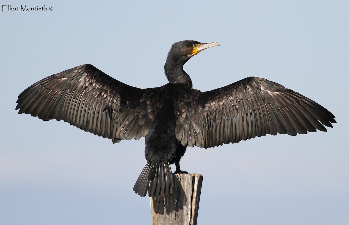Great Cormorant - ML134283001