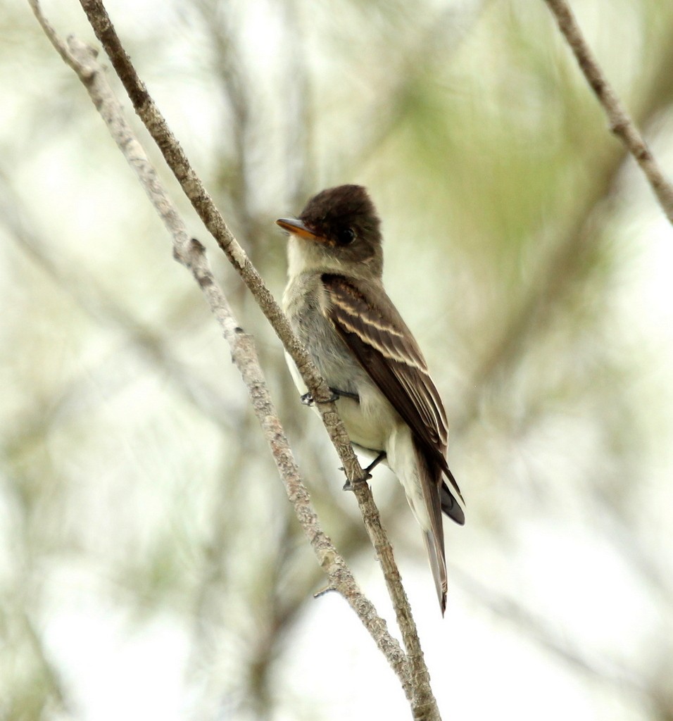 Eastern Wood-Pewee - ML134285831