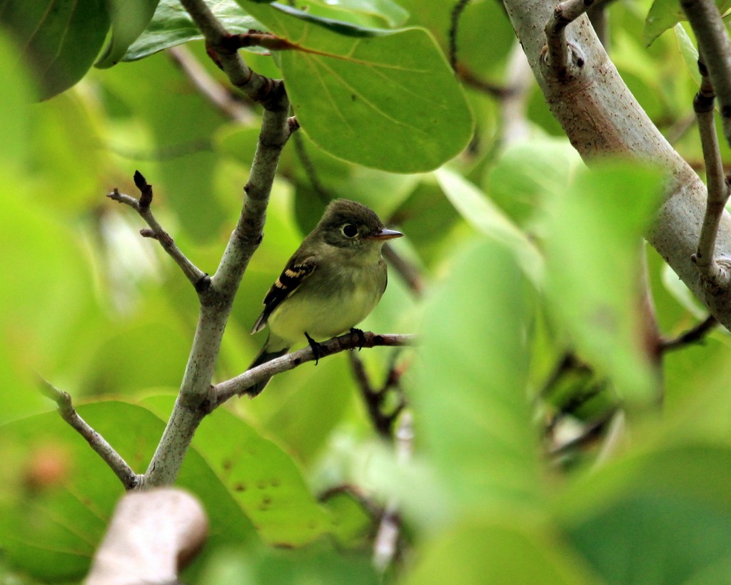 Empidonax sp. - ML134286401