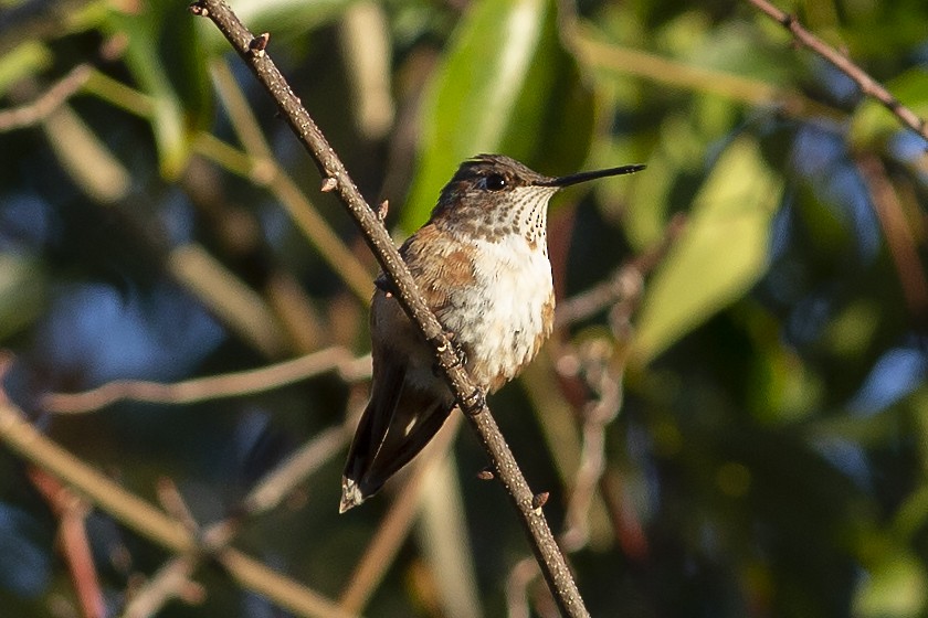 Rufous Hummingbird - ML134287901