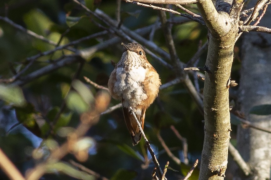 Rufous Hummingbird - ML134287911