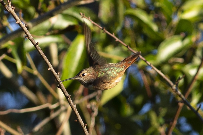 Rufous Hummingbird - ML134287921