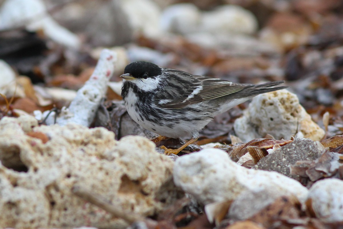 Blackpoll Warbler - ML134290681