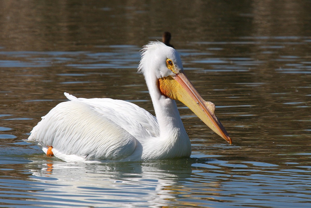 American White Pelican - Steve Rottenborn