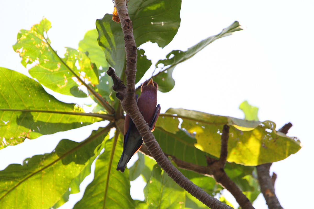 Broad-billed Roller - ML134292131