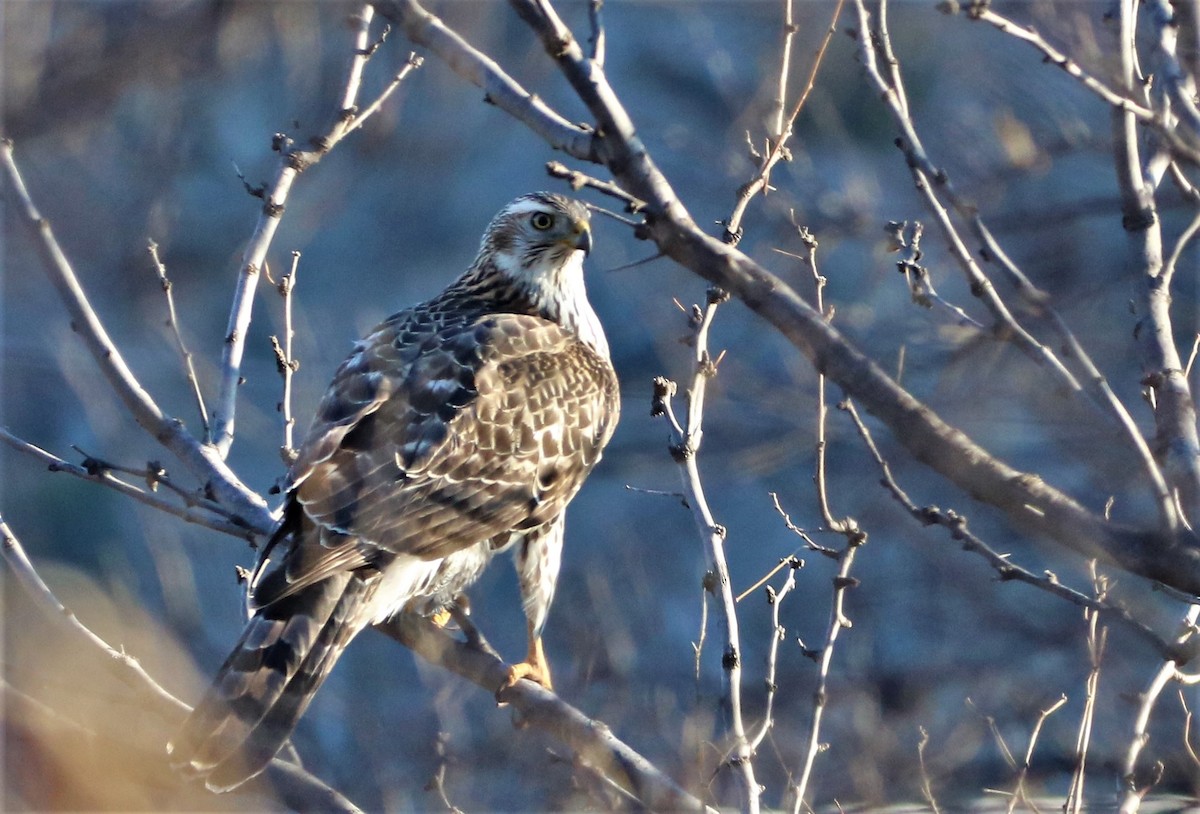 American Goshawk - Mark Elliott