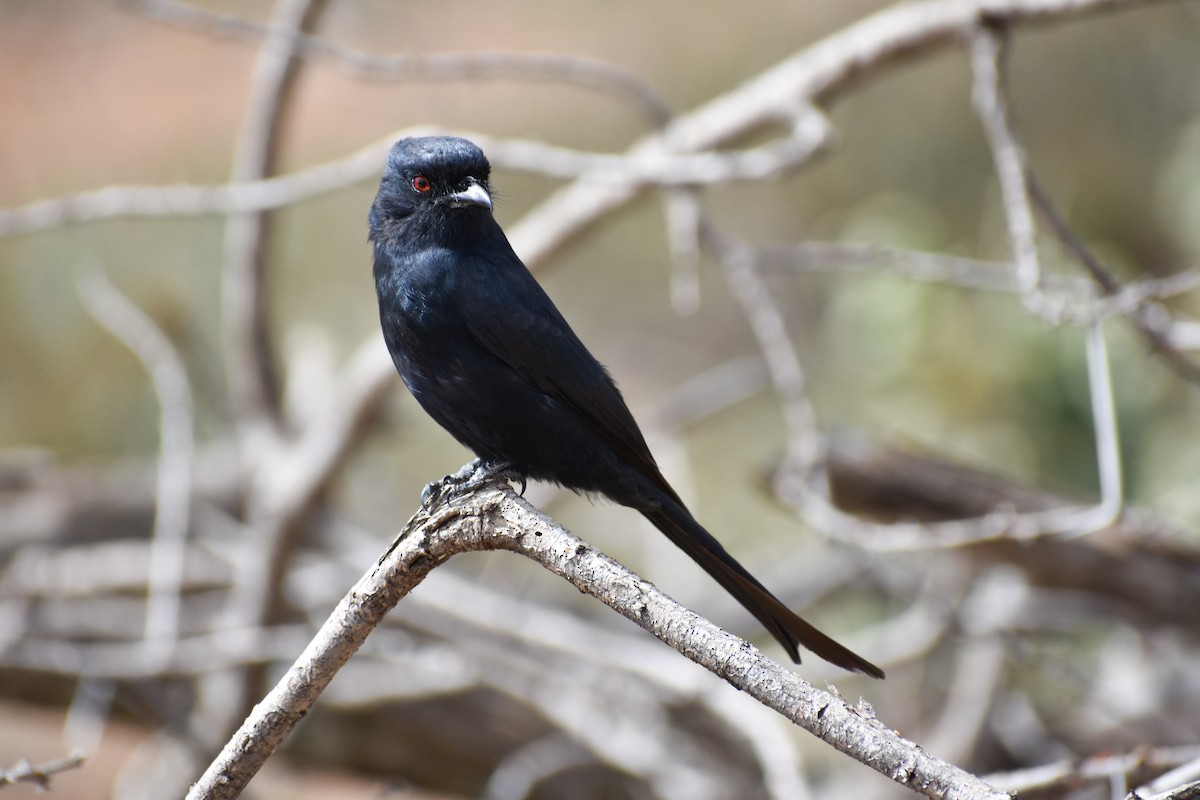 Fork-tailed Drongo - ML134295901