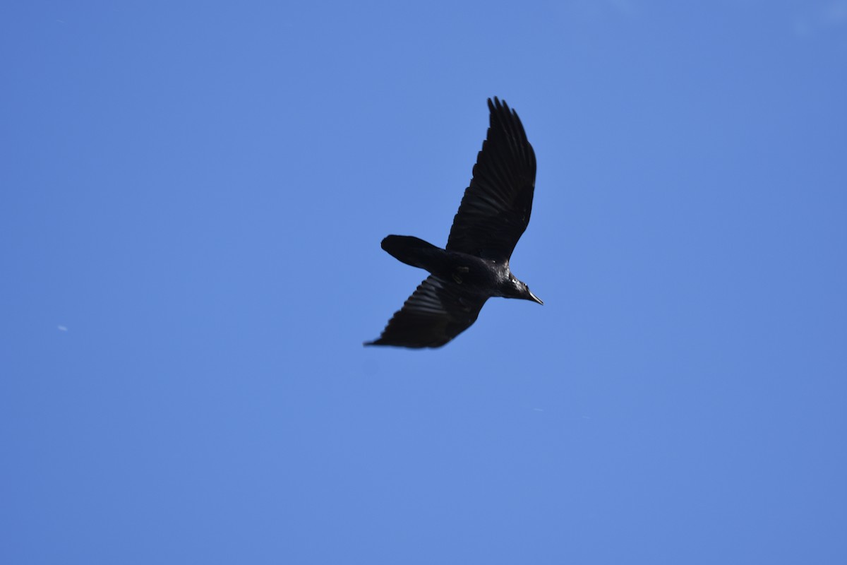 Chihuahuan Raven - ML134296321