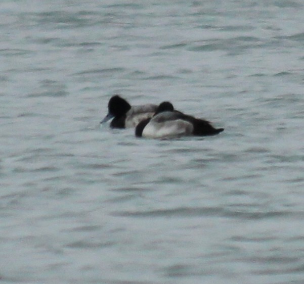 Lesser Scaup - Jennifer  Day