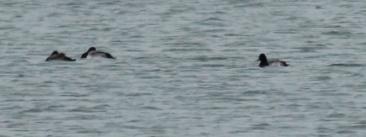 Lesser Scaup - ML134297861