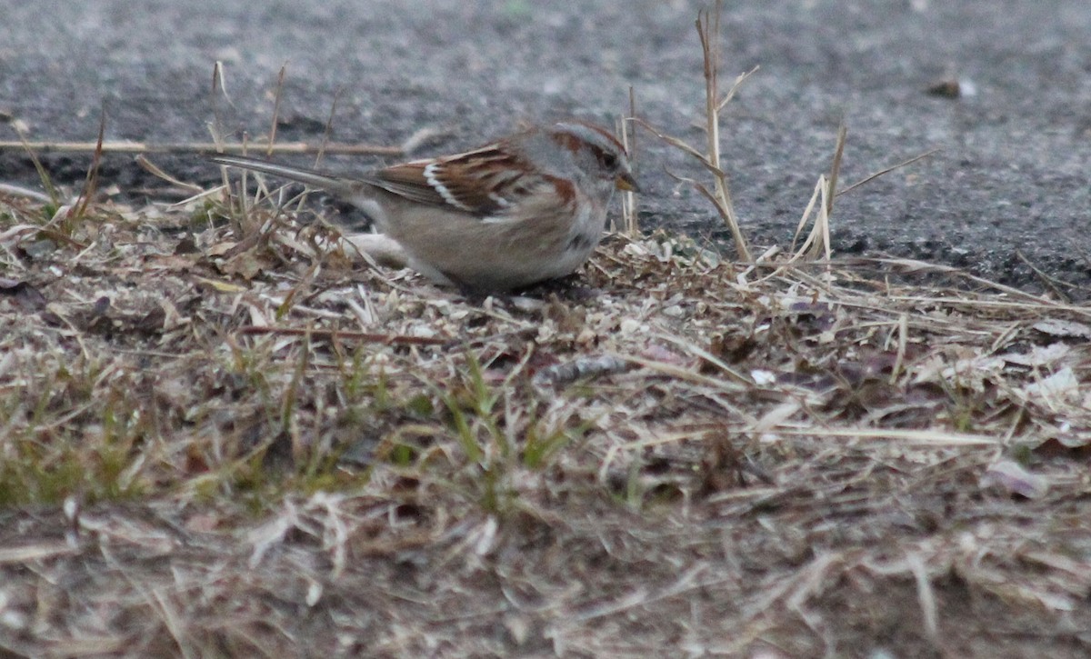 American Tree Sparrow - ML134298161