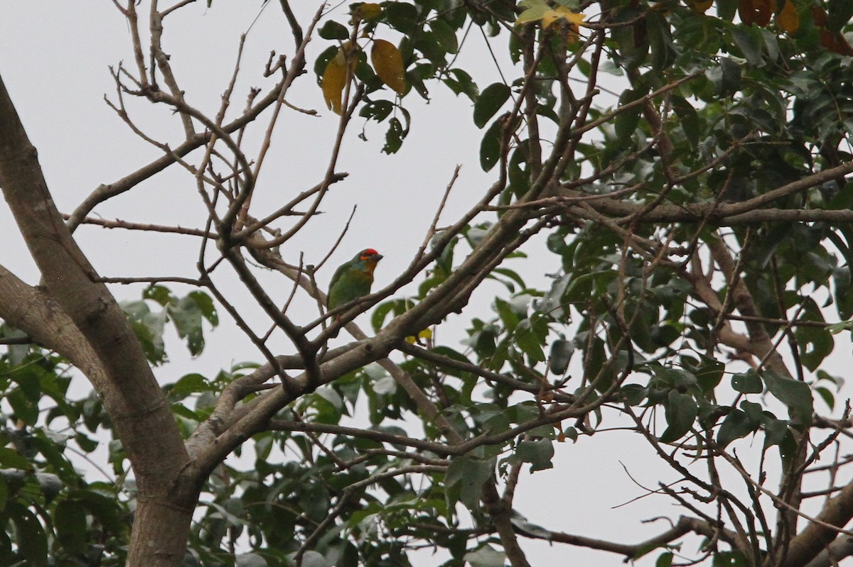 Ceylonbartvogel - ML134299071