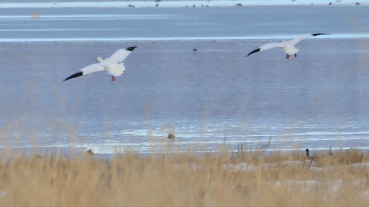 Snow/Ross's Goose - ML134300581