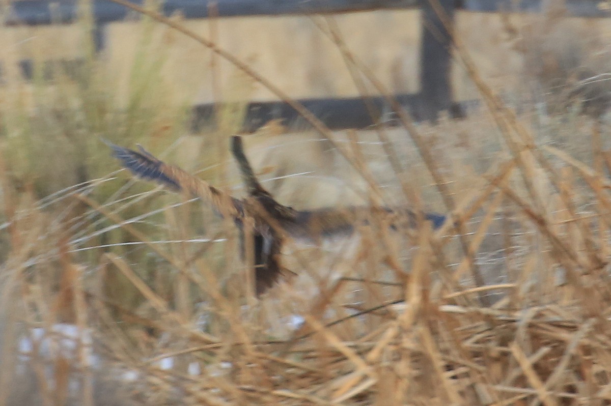 American Bittern - ML134300731