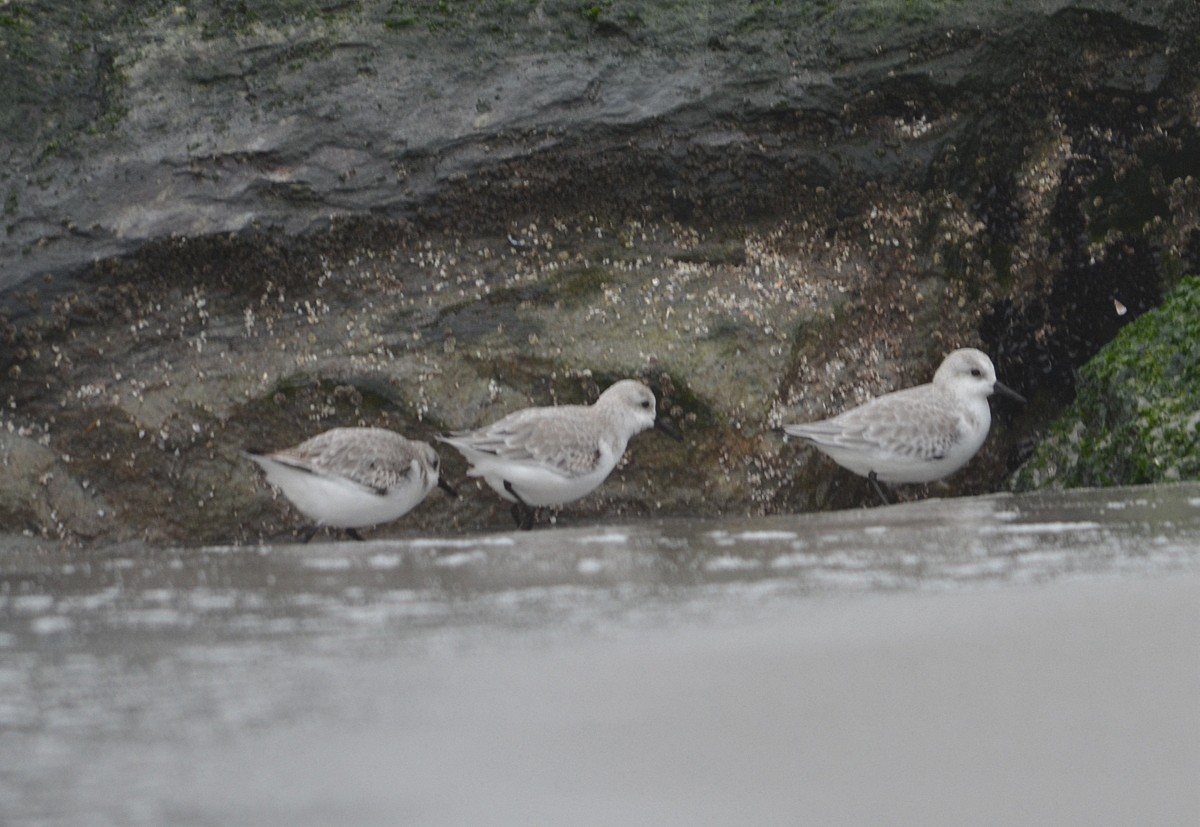 Sanderling - ML134303881