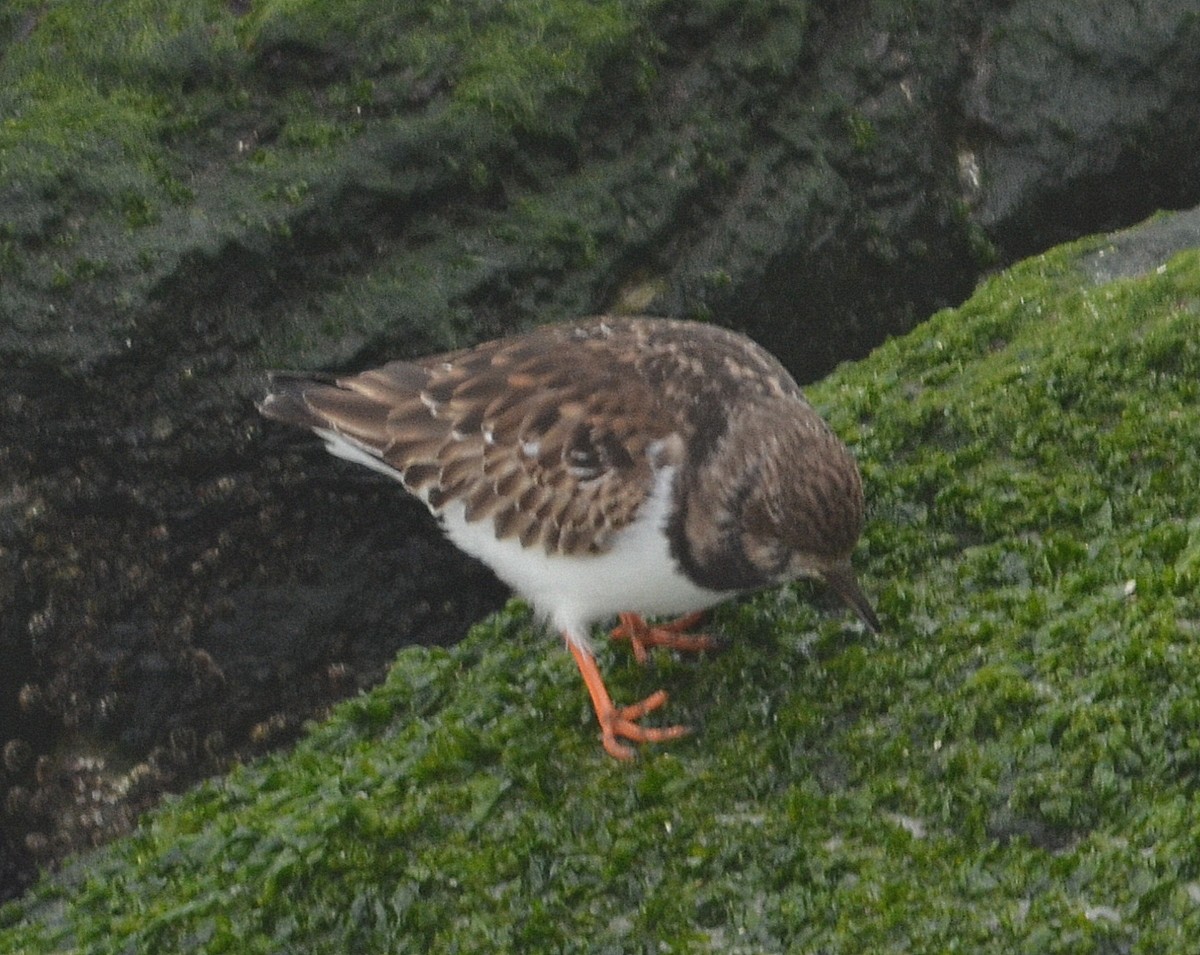 Ruddy Turnstone - ML134304101