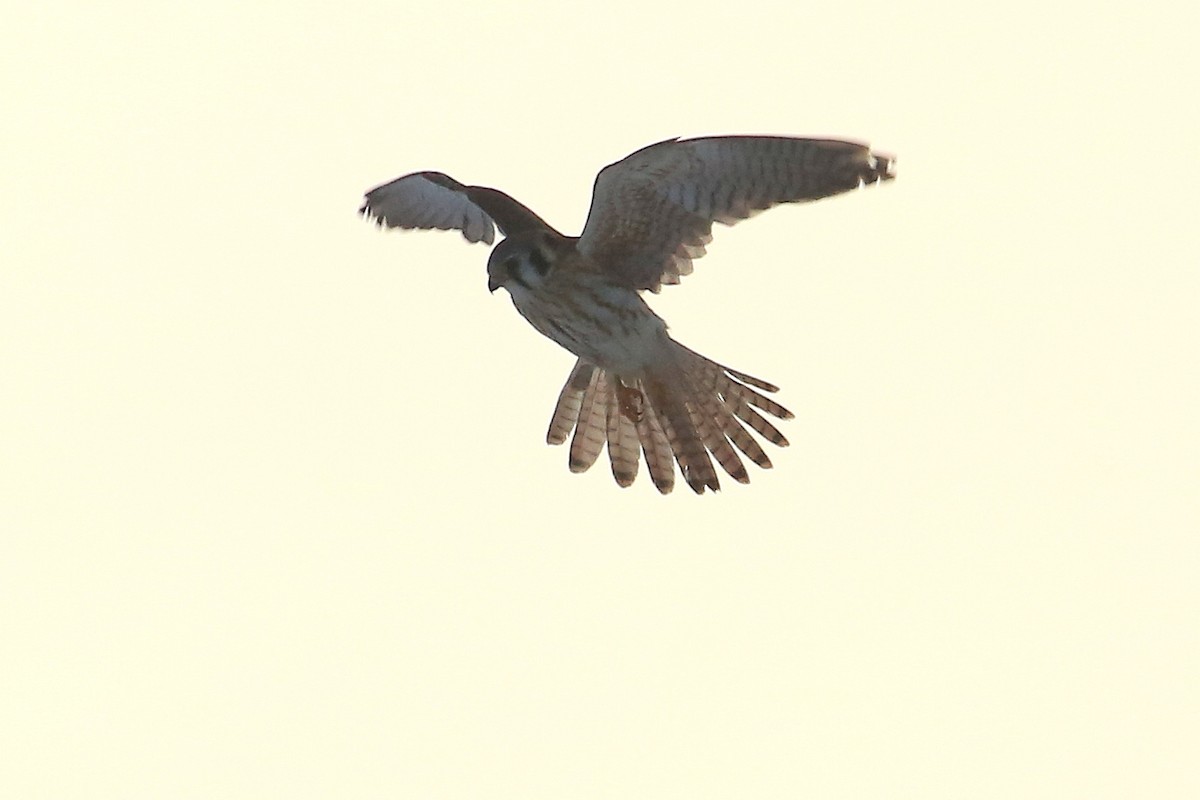 American Kestrel - ML134304281